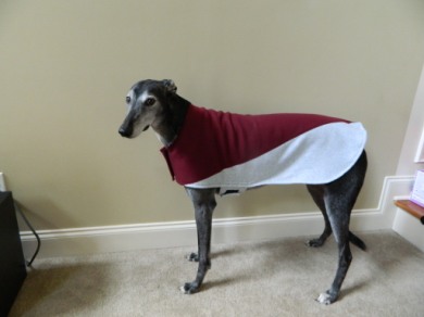 Greyhound gear hotsell for sale