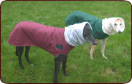 Greyhound Winter Coats